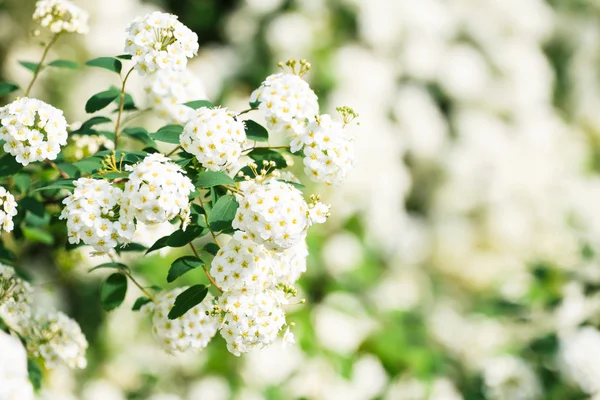 White Bush in Blossom Photo — Stock Photo, Image