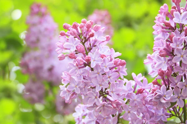 Lilac Photo on Green Blurred Background — Stock Photo, Image