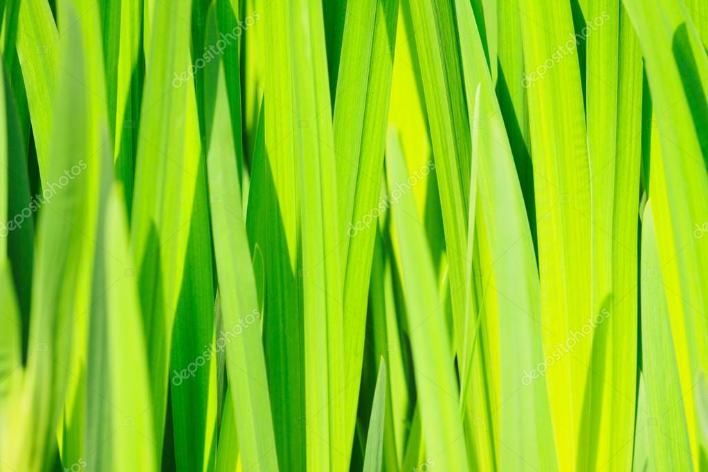 Green Reed Grass Background Photo — Stock Photo © mejn 46265755