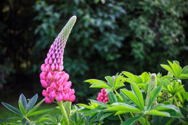 lupinus çiçeği çiçek polyphyllus
