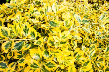 Sarı bitkiler arka plan - altın van tol bitki