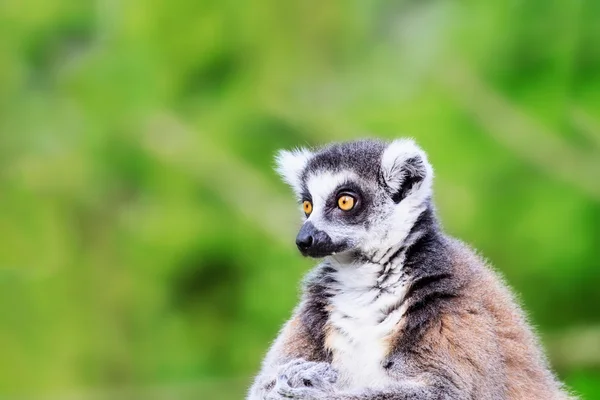 Lemur catta foto — Stockfoto
