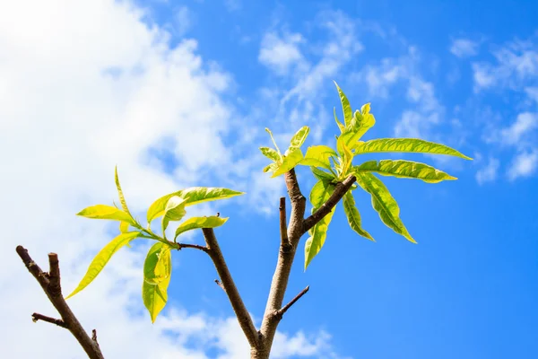 Plant and Blue Sky with Clouds Photo — Stock Photo, Image