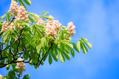 kestane ağacı çiçeği