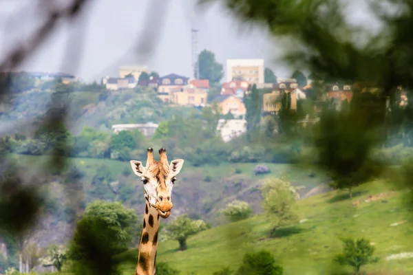 Foto de la jirafa con la ciudad en el fondo —  Fotos de Stock