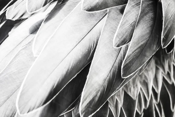 Bird Feather Abstract Background — Stock Photo, Image