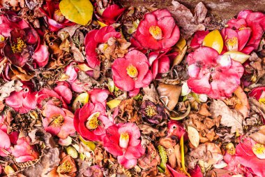 kırmızı çiçekler arka plan