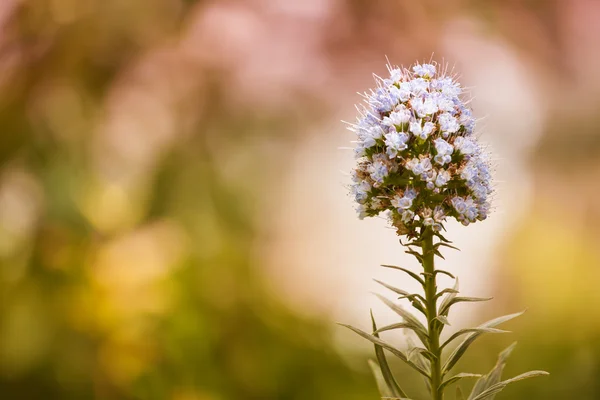 Flower Photo on Colorful Background — Stock Photo, Image