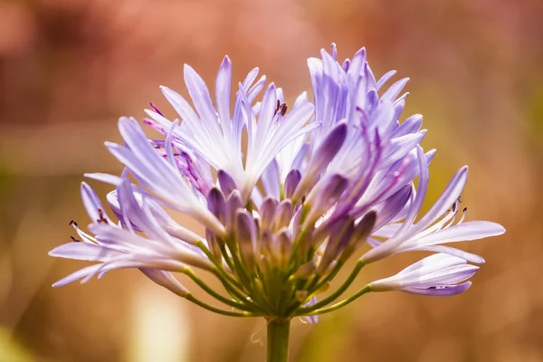 Flower Photography on Colorful Background — Stock Photo, Image