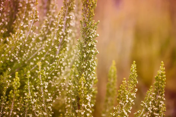 Fiori su sfondo prato — Foto Stock