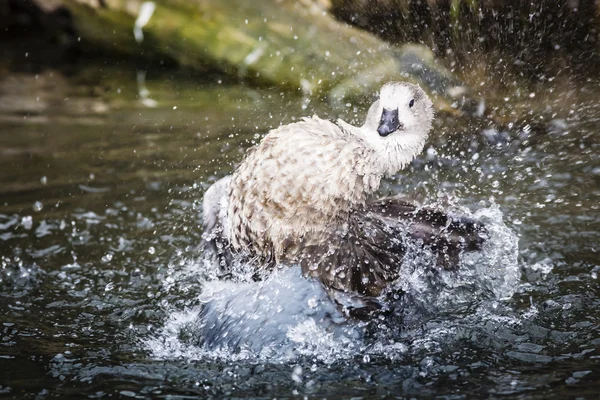 Pato salpicando agua —  Fotos de Stock
