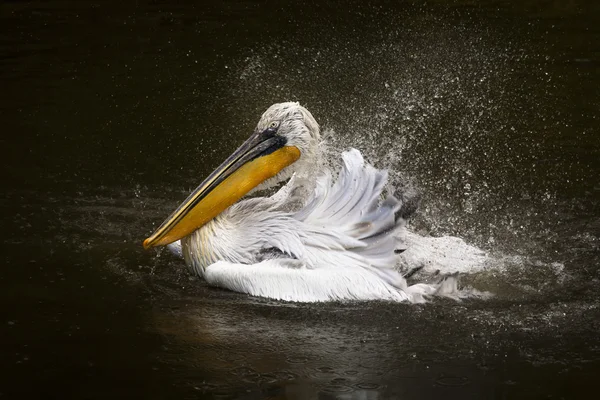 ペリカン水しぶき — ストック写真