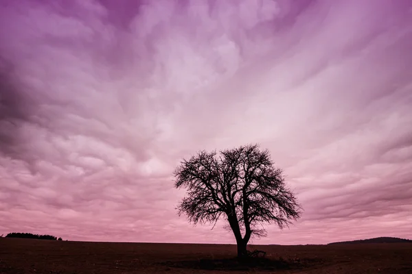 Silhouette albero con colorato cielo rosa — Foto Stock