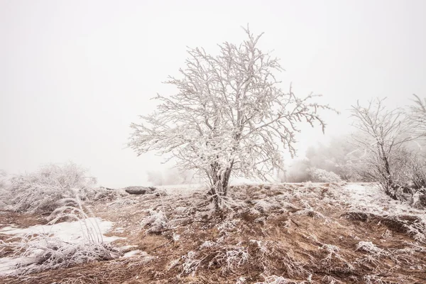 Χειμώνα θολό τοπίο φωτογραφία με κατεψυγμένα δέντρο — Φωτογραφία Αρχείου