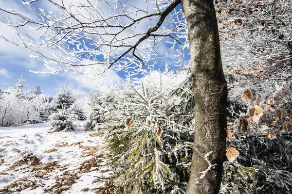 Χειμωνιάτικο σκηνικό - παγωμένο δάσος με μπλε του ουρανού — Φωτογραφία Αρχείου