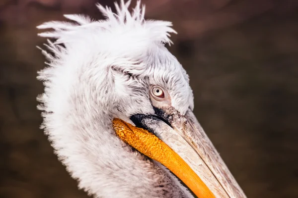 Pelican Detail Photo — Stock Photo, Image
