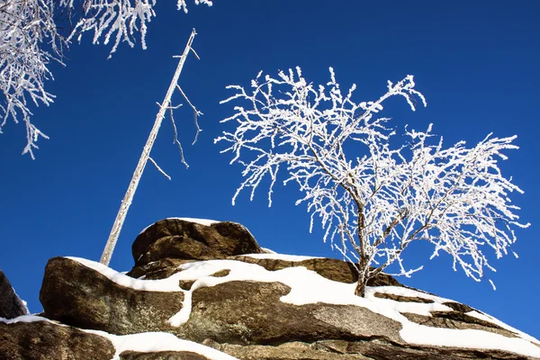 Winter Scene - Frozen Tree on the Top pf Mountain - Rock — Stock Photo, Image