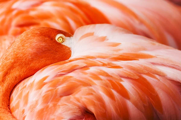 Flamingo Detalhe foto — Fotografia de Stock