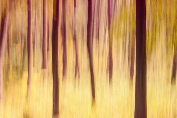 Abstrato Floresta desfocado fundo foto — Fotografia de Stock