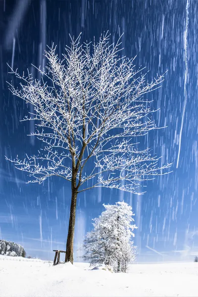 Χειμερινό τοπίο με το δέντρο και το χιόνι — Φωτογραφία Αρχείου