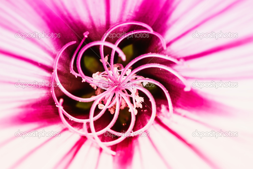 Pink and White Flower Detail