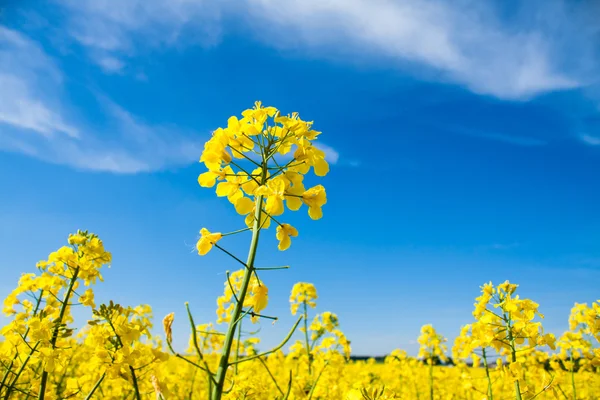 Gele oliehoudende zaden verkrachting veld met blauwe hemel — Stockfoto
