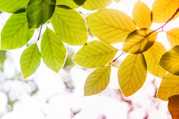 Leaves Photo Background — Stock Photo, Image