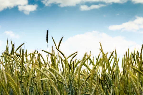 Photo de champ de blé avec nuages et ciel bleu — Photo