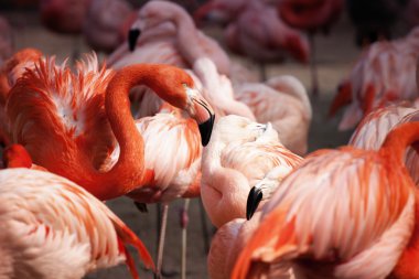 flamingolar fotoğraf