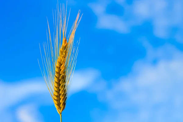 Orelha de trigo Foto com fundo da natureza — Fotografia de Stock