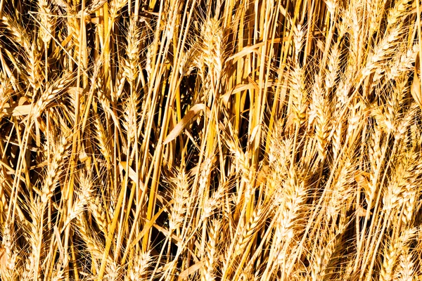 Ear of Wheat Photo with Nature Background — Stock Photo, Image