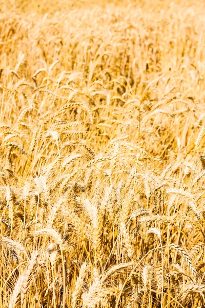 小麦合影自然背景的耳朵 — 图库照片