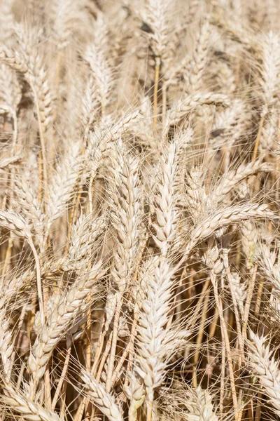 Foto de Oído de Trigo con Fondo de Naturaleza —  Fotos de Stock