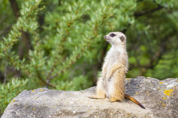 Suricate - photo meercat — Photo