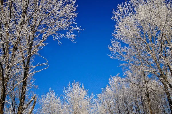 Floresta de Inverno — Fotografia de Stock