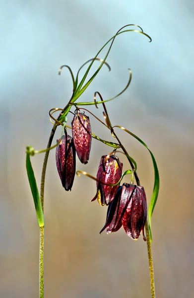 Fritillaria ρωσική. — Φωτογραφία Αρχείου
