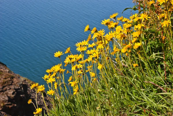 Arnica on the cliff above the sea. — Stock Photo, Image