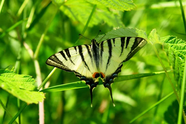 Swallowtail butterfly on a leaf of hazel. — Stock Photo, Image