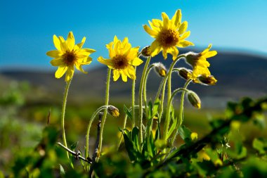 Mountain arnica blossoms. clipart