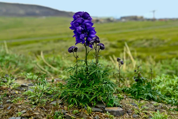 Akane Junggar in the tundra. — Stock Photo, Image