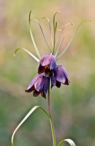 Fritillaria russe . — Photo