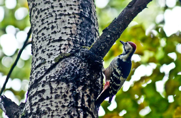 Gran pájaro carpintero manchado. —  Fotos de Stock