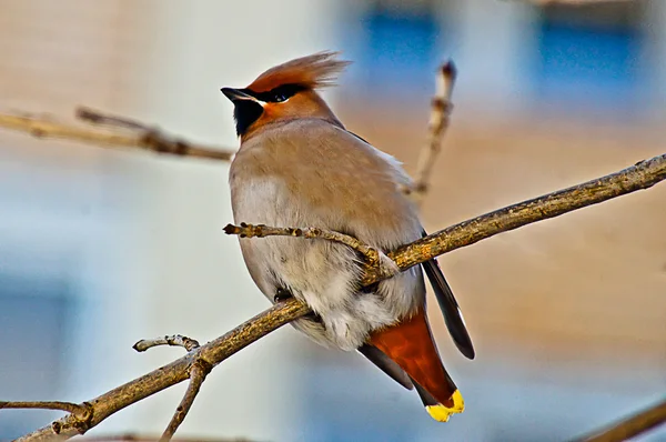 Waxwing. — 스톡 사진