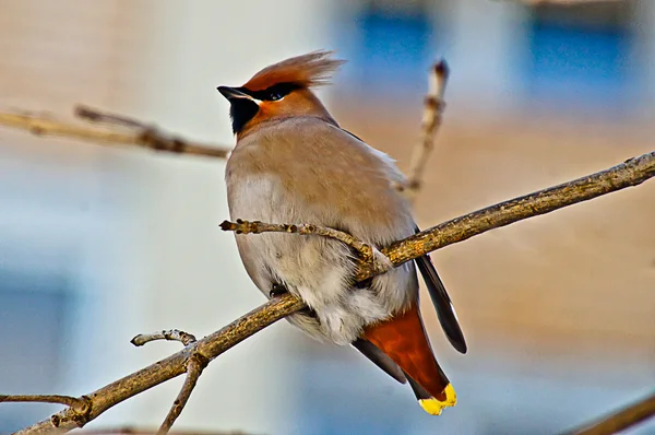 Waxwing . — стокове фото