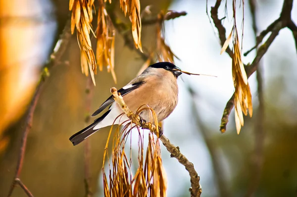 Bullfinch hembra en la rama de un árbol come semillas . —  Fotos de Stock