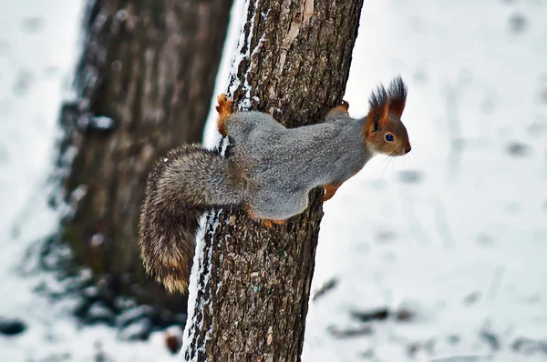 Eekhoorn op een boom. — Stockfoto