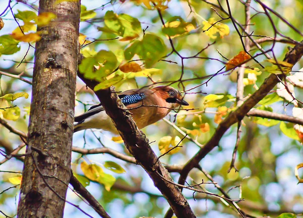 Jay on a tree branch in summer forest. — Stock Photo, Image