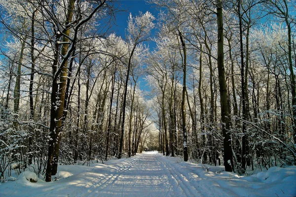 Floresta de Inverno coberta de geada . — Fotografia de Stock