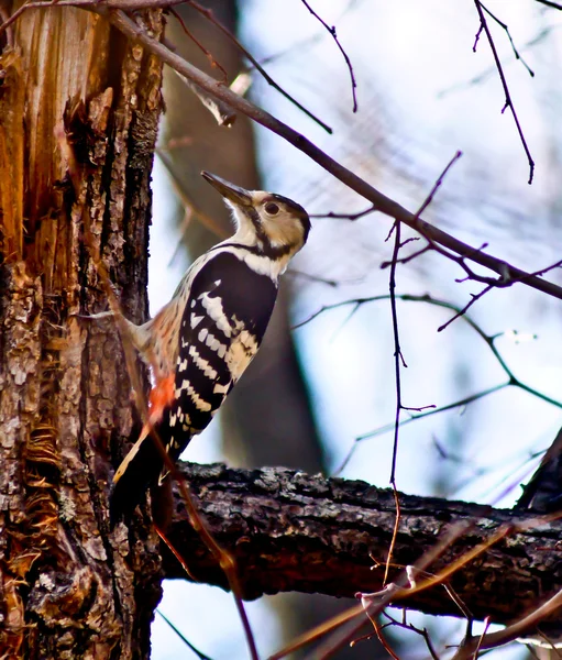 Great Spotted Woodpecker. — Stock Photo, Image