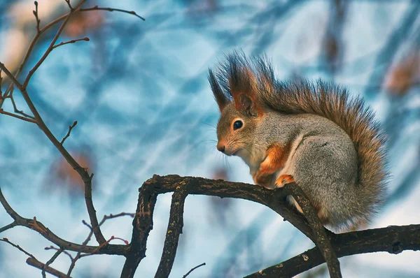 Scoiattolo su un ramo. — Foto Stock